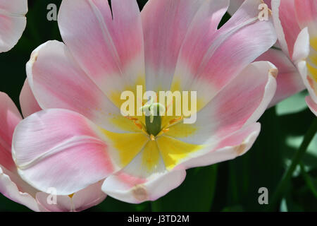 close up of opened pink  and white tulip with yellow highlights Stock Photo