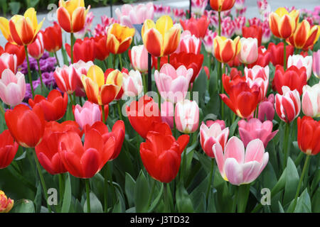 Tulip garden full of various colors of tulips in spring Stock Photo - Alamy