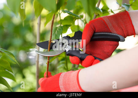 Girl cuts or trims the bush with secateur in the garden. Stock Photo