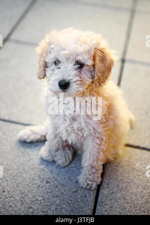 Cute little shaggy golden toy poodle puppy sitting on paving staring ahead watching something viewed high angle Stock Photo
