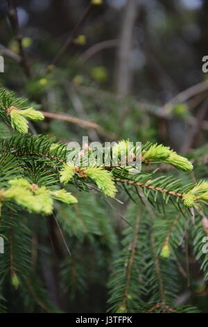 Fresh Norway Spruce or Picea abies in closeup Stock Photo