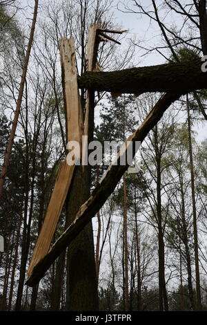 Lightning puncture from a tree Stock Photo