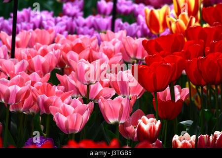 various colors of tulips with light reflection making them appear like glass Stock Photo