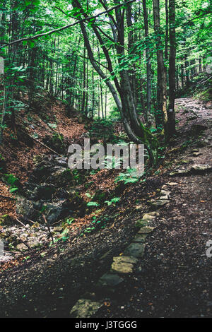 Hiking path up a hill in a dark forest on an overcast day on a hill towards the dolina ku dziurze, a valley in the Polish Tatra mountains Stock Photo