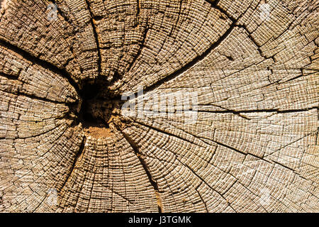 Closeup of tree rings on a weathered tree trunk Stock Photo