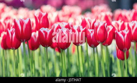 Colorful tulips in Keukenhof Garden Stock Photo