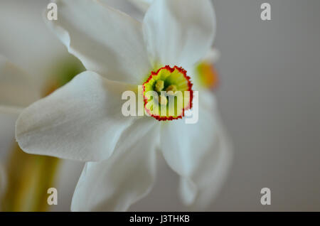 Narcissus actaea. Narcissus poeticus. Daffodil flower. Narcissus Pheasant Eye Stock Photo