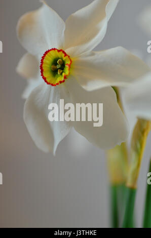 Narcissus actaea. Narcissus poeticus. Daffodil flower. Narcissus Pheasant Eye Stock Photo