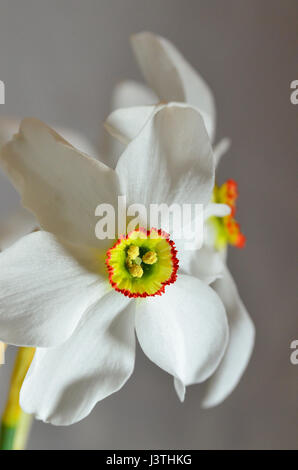 Narcissus actaea. Narcissus poeticus. Daffodil flower. Narcissus Pheasant Eye Stock Photo