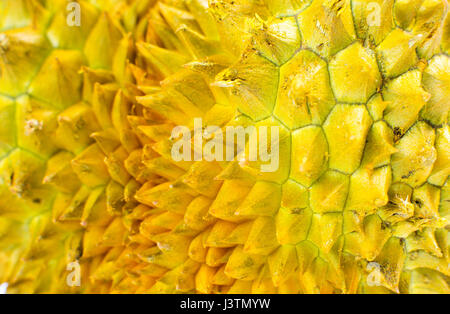 Durian fruit sharp shell texture close up Stock Photo