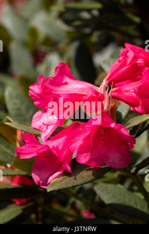 Red sprng flowers of the hardy evergreen shrub, Rhododendron yakushimanum 'Winsome' Stock Photo