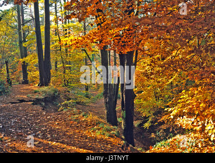 English woodland  in glorious autum colours Stock Photo