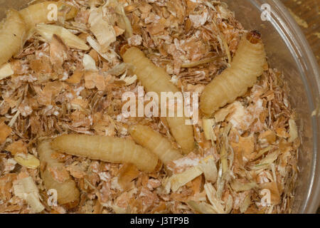 download wax worms