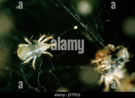 Adult two-spotted spider mites (tetranychus urticae) walking across webbing between plant leaves Stock Photo