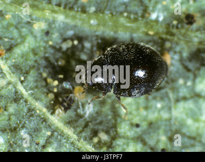Minute black ladybird, Stethorus punctillium, a small biological control insect preying on two-spotted spider mites Stock Photo