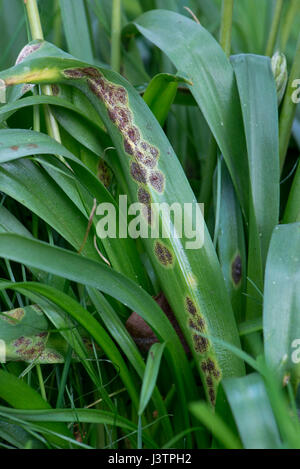 Bluebell rust, Uromyces muscari, disease on the leaves of Spanish bluebells in flower.  Ornamental bluebells growing in woodland Stock Photo