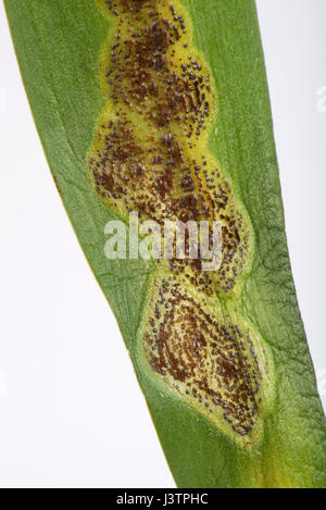 Bluebell rust, Uromyces muscari, disease pustules chloritic areas with brown black spots on the leaves of Spanish bluebells in flower. Stock Photo