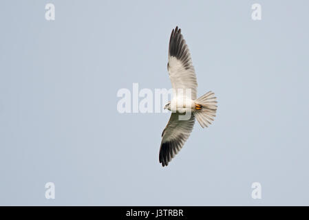 Black-shouldered Kite Elanus axillaris Hula Reserve Northern Israel Stock Photo