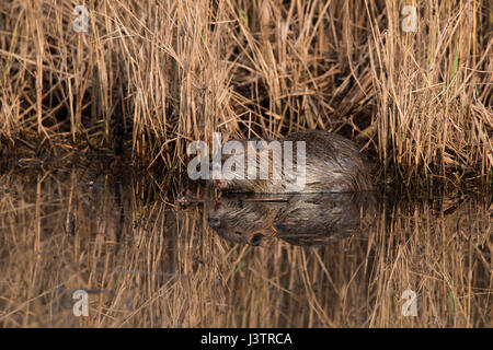 Coypu Myocastor coypus Hula Northern Israel winter Stock Photo