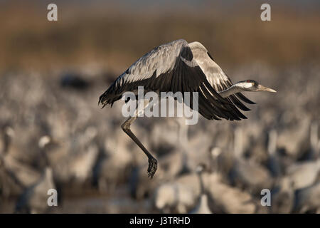 Common Crane, Grus grus, wintering at  the Hula Lake Park, known in Hebrew as Agamon HaHula in the Hula Valley Northern Israel.  Farmers spread 8 tons Stock Photo