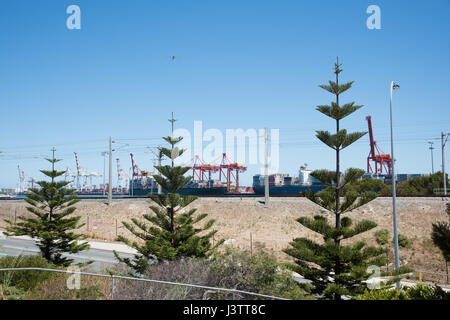 Three norfolk pines fronting railway and large shipping port gantry cranes in Fremantle, Western Australia. Stock Photo