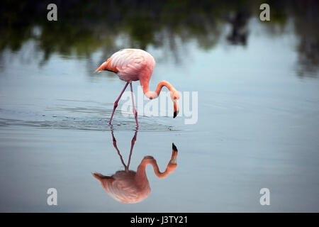 American flamingo (Phoenicopterus ruber) wading in shallow saline lagoon at Las Bachas on Santa Cruz Island in the Galapagos Islands Stock Photo