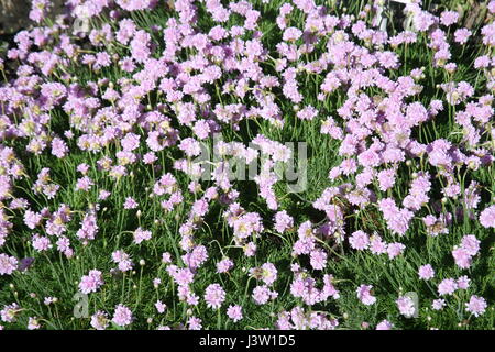 Spring to summer plants and flowers,Zagreb,Croatia,Europe,5 Stock Photo