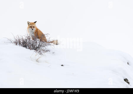 Red Fox ( Vulpes vulpes fulva ) in winter, sitting in snow on top of a hill, watching, peeking, Yellowstone National Park, Wyoming, USA. Stock Photo