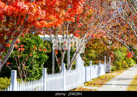 Intense autumn colours on trees and bushes in the Blue Mountains,new south wales,Australia Stock Photo