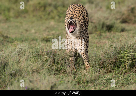 Cheetah Yawning, Tanzania Stock Photo