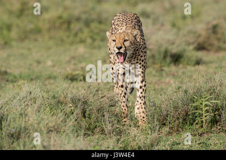 Cheetah Yawning, Tanzania Stock Photo