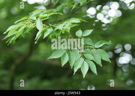 Zelkova serrata Stock Photo