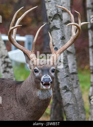 Beautiful 10 point Whitetail Buck in Prairie Riverbottom habitat Stock ...