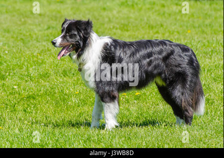 Side view of a male black and white Border Collie dog standing proud with mouth open. Stock Photo