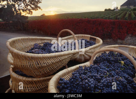 Pinot Noir grapes harvested into traditional wicker baskets at sunset outside winery, from Les Chaillots vineyard, Aloxe-Corton, Côte d'Or France Stock Photo