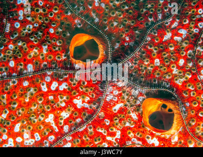 Ophiothrix suensoni, Suenson's brittle star or the sponge brittle star, marine invertebr order Ophiurida Stock Photo