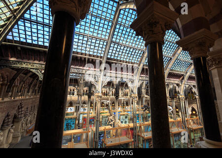 Interior of the Natural History Museum, Oxford, England Stock Photo