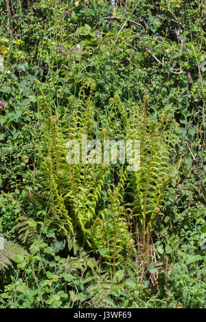 Example of Dryopteris filix-mas / Common Male Fern leaves. Stock Photo