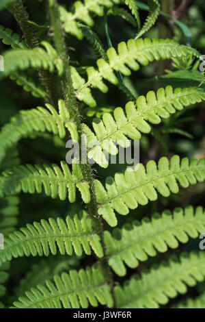 Example of Dryopteris filix-mas / Common Male Fern leaves. Stock Photo
