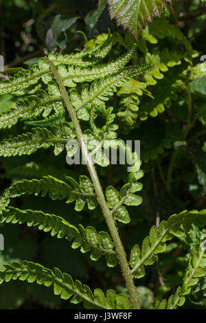 Example of Dryopteris filix-mas / Common Male Fern leaves. Underside with immature sori present. Fern leaf texture. Stock Photo