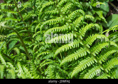 Example of Dryopteris filix-mas / Common Male Fern leaves. Fern leaf texture. Stock Photo