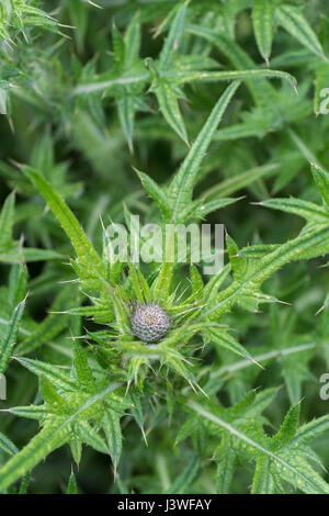 Flower bud and upper leaves of Spear Thistle / Bull Thistle / Cirsium vulgare. Possible metaphor for pain / painful / sharp. Stock Photo