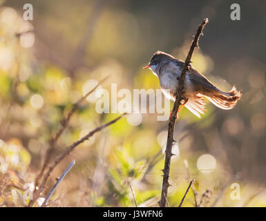 Whitethroat (Sylvia communis) perched in the early morning light, Pembrokeshire Stock Photo