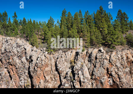 Red lava cliffs, topped by native pine forest, forming the eastern wall of the Barranco de las Goteras, near Ifonche, Tenerife Stock Photo