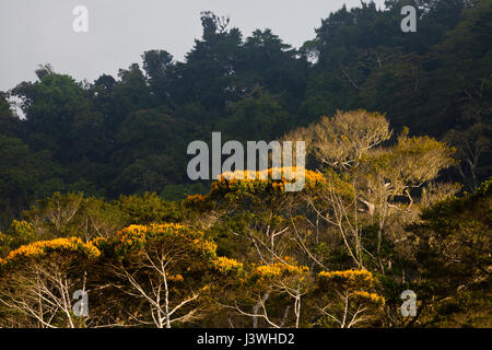 Flowering May Trees in Altos de Campana national park, Republic of Panama. Stock Photo