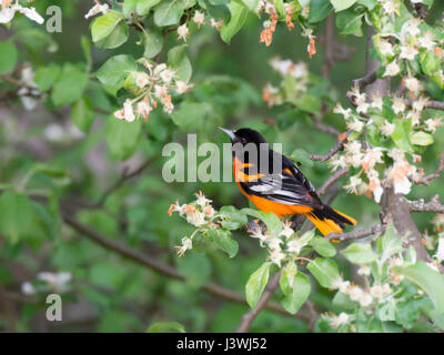 Baltimore Oriole male in flowering tree Stock Photo