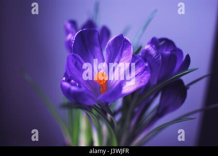Beautiful crocuses close-up. Stock Photo