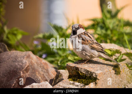 Horizontal photo of single male sparrow with nice gray and brown feathers. Bird sits on a stone with green moss in front of few nettle plants in the g Stock Photo