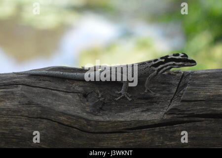 gecko Stock Photo