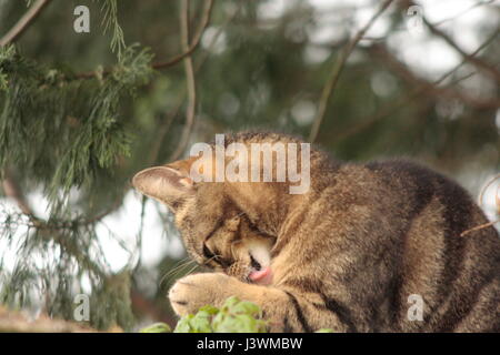 Close up of an isolated young tabby cat cleaning its paws outside with blurry background Stock Photo